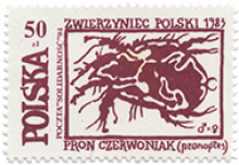 Zwierzyniec Polski — pron czerwoniak